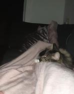 Kruising Noorse boskat, Dieren en Toebehoren, Katten en Kittens | Raskatten | Langhaar, Poes