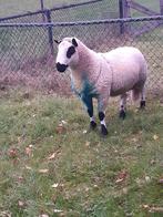 Kerry hill, Mannelijk, Schaap