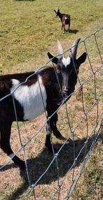 Gecastreerde bok bonte melkgeit, Dieren en Toebehoren, Mannelijk, Geit, 0 tot 2 jaar