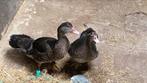 koppeltje jonge muskus eenden, Dieren en Toebehoren, Meerdere dieren, Tropenvogel, Tam