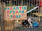 Vakantieopvang en oppas voor konijnen, cavia’s en hamsters!, Ophalen of Verzenden, Nieuw, Verzorging