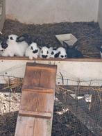 Jonge Groot Lotharinger konijnen, Dieren en Toebehoren, Konijnen, Meerdere dieren, Groot