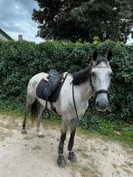 Lieve allrounder zoekt nieuwe huisje!, Dieren en Toebehoren, Paarden, Springpaard, B, Gechipt, Ruin