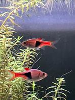 Gratis: 3 kegelvlekbarbelen, Dieren en Toebehoren, Vis