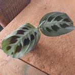 maranta leuconeura kerchoveana stek nr 61, Huis en Inrichting, Kamerplanten, Ophalen of Verzenden, Overige soorten, Minder dan 100 cm