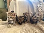Britse korthaar kittens, Dieren en Toebehoren, Katten en Kittens | Raskatten | Korthaar, Meerdere dieren, Ontwormd, 0 tot 2 jaar