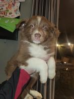 Border collie pup, Dieren en Toebehoren, Parvo, Collie, Meerdere, Meerdere dieren