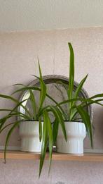 Groene spinplant 2x in witte porselein potjes, Ophalen of Verzenden, Overige soorten, Minder dan 100 cm