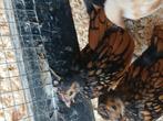 Sebright haantjes, Dieren en Toebehoren, Mannelijk, Kip