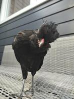Kriel Kuifhoen haantje (gratis), Dieren en Toebehoren, Pluimvee, Mannelijk, Kip