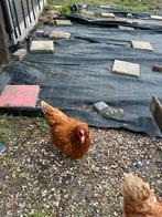 Kippen, Vrouwelijk, Kip