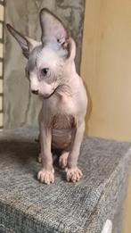 Prachtig Canadese Sphynx-kitten, Dieren en Toebehoren, Katten en Kittens | Raskatten | Korthaar, Poes, Gechipt, 0 tot 2 jaar