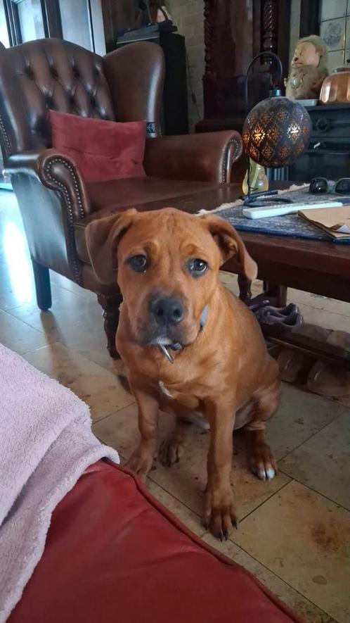 Lieve,bruine American bully xl/ rotweiller pup,teef,5maanden, Dieren en Toebehoren, Honden | Niet-rashonden, Middel, Teef, Particulier