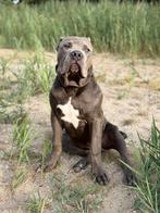 Amerikaanse Bulldog Bully XXL, 15 weken tot 1 jaar, Reu, CDV (hondenziekte), Bulldog