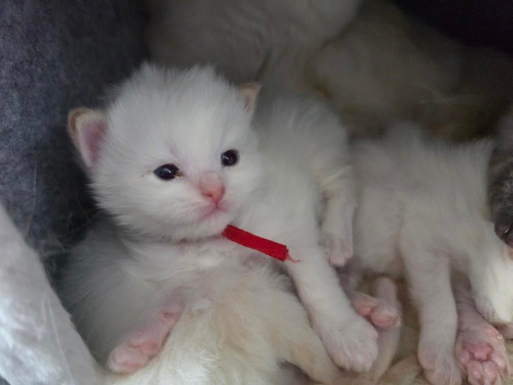 Ragdoll kittens (nog 1 katertje beschikbaar), Meerdere dieren, Gechipt, 0 tot 2 jaar