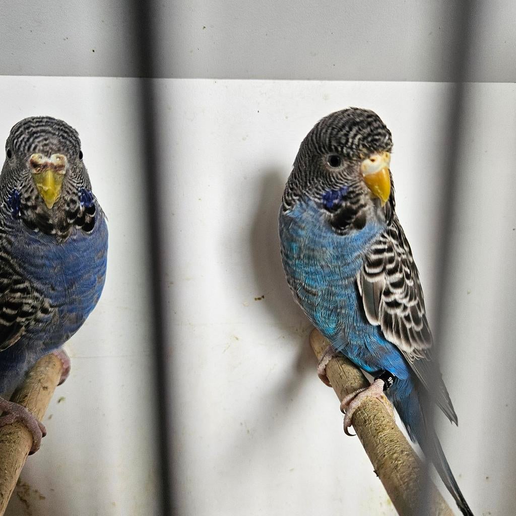 Blackface, Dieren en Toebehoren, Meerdere dieren, Parkiet, Geringd