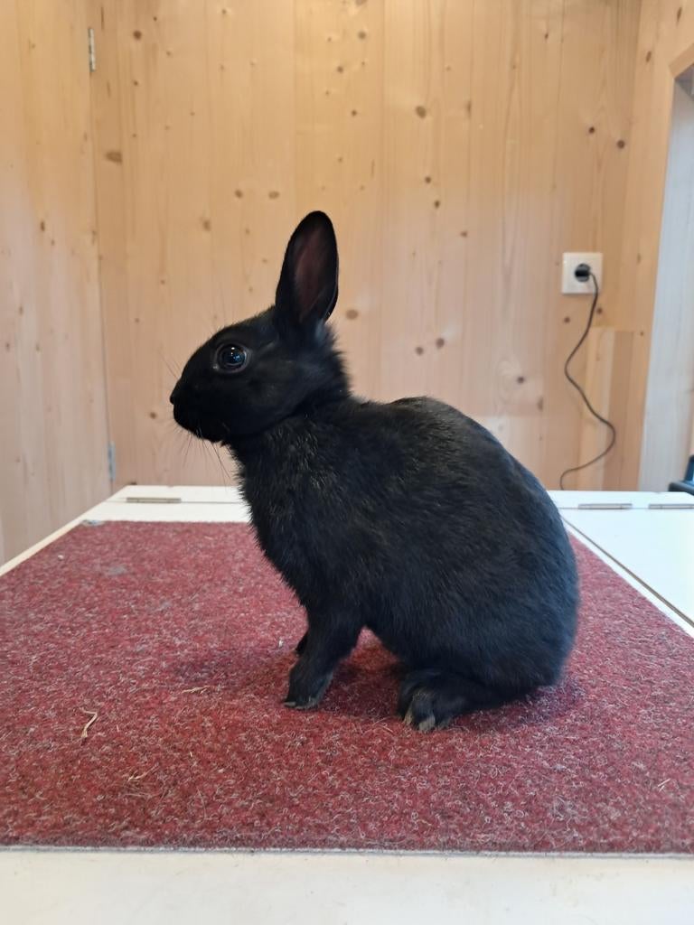 Polish / haasdwerg, Dieren en Toebehoren, Konijnen, Mannelijk, Dwerg