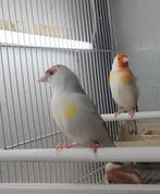 majoor putters bonte man en witkeel pop, Meerdere dieren, Wildzangvogel