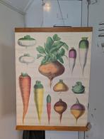 Vintage Franse Knolgroenten Poster met Lijst - 50x70 cm, Huis en Inrichting, Ophalen of Verzenden