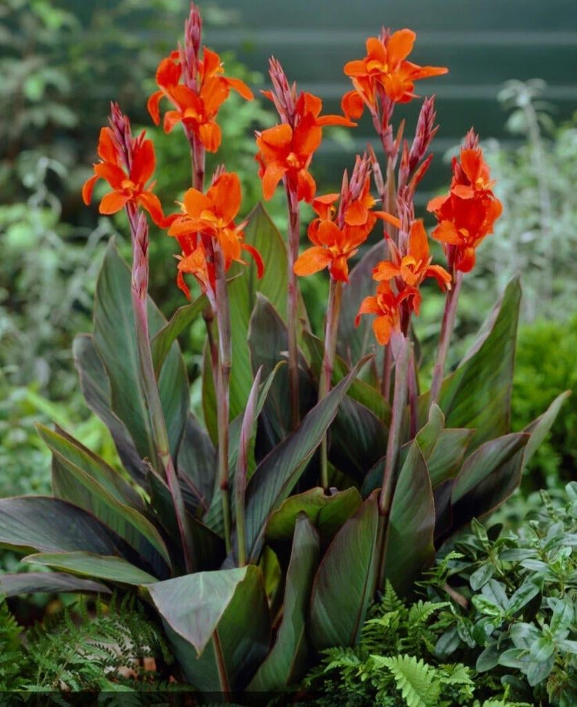 Canna Knollen, Tuin en Terras, Ophalen of Verzenden, Volle zon