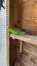 Split blackface split dun fallow grasparkiet man van 2022, Mannelijk, Parkiet, Geringd