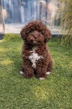 Maltipoo pups, Dieren en Toebehoren, Overige rassen, 8 tot 15 weken, Parvo, Meerdere