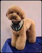 trimsalon, Trimmen of Verzorging