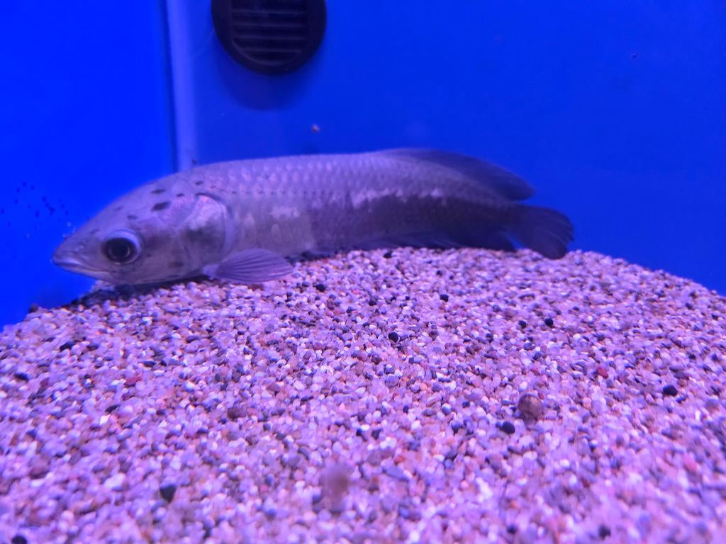 Afrikaanse arowana - Heterotis niloticus, Dieren en Toebehoren, Vis, Zoetwatervis