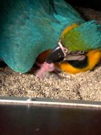 Bewezen koppel blauw gele ara, Dieren en Toebehoren, Meerdere dieren, Papegaai, Geringd