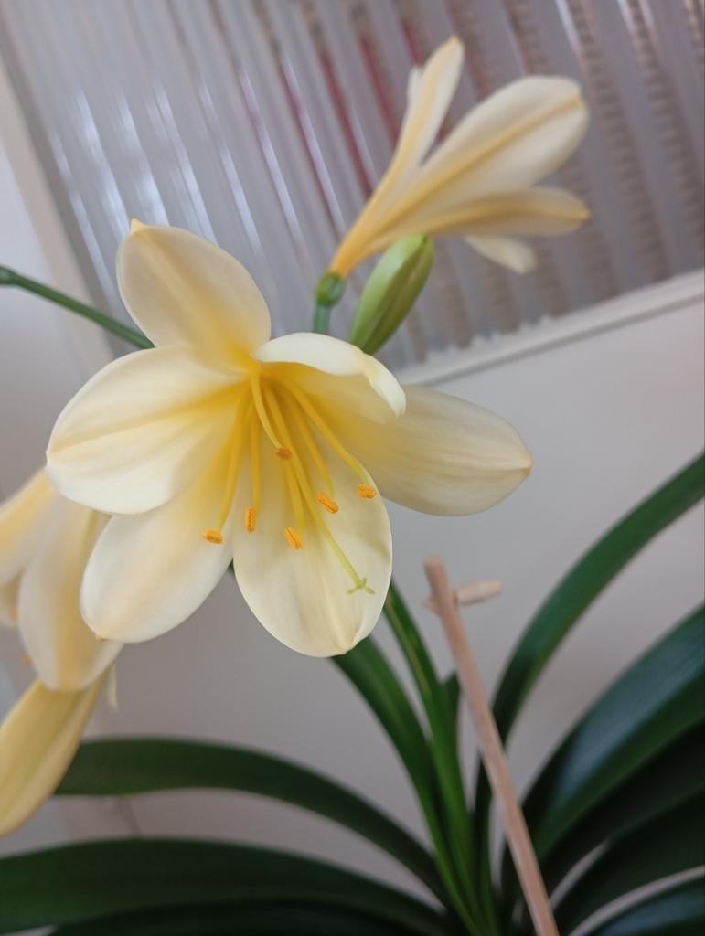 Gele clivia kamerplant is hele mooi, Ophalen of Verzenden, Volle zon