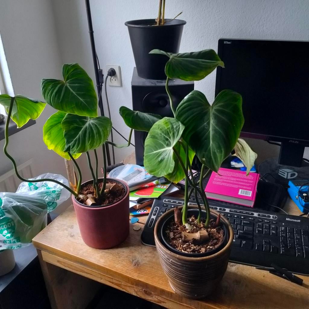 Philodendron Gloriosum plant, Huis en Inrichting, Kamerplanten, Overige soorten, In pot, Minder dan 100 cm, Groene kamerplant