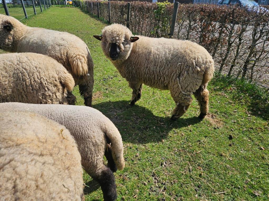 Hampshire down ooi, Dieren en Toebehoren, Vrouwelijk, Schaap