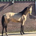 Mooie 3 jarige, Dieren en Toebehoren, Paarden, Minder dan 160 cm, Hengst, 3 tot 6 jaar, Gechipt