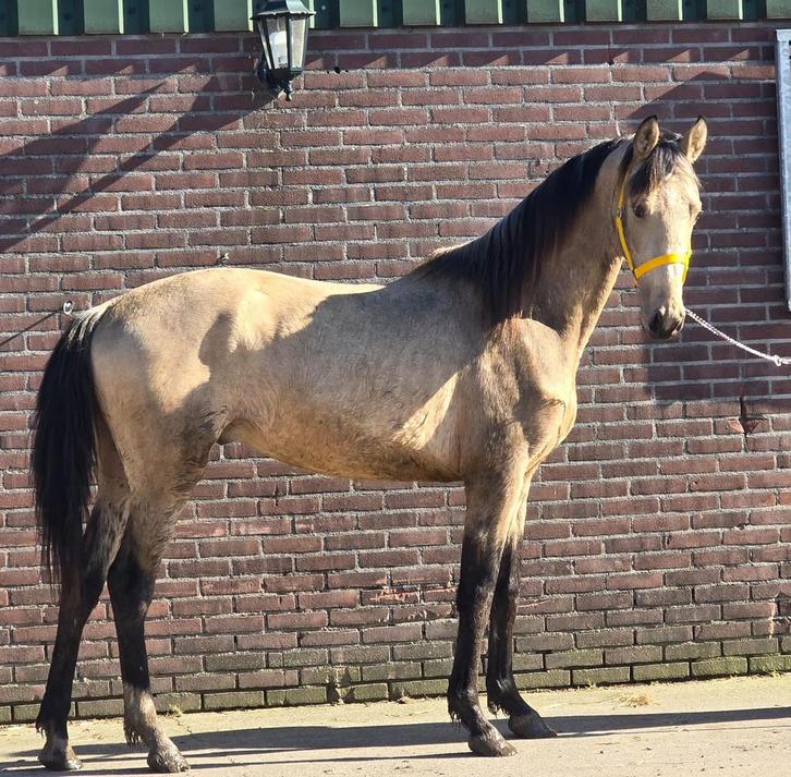 Mooie 3 jarige, Dieren en Toebehoren, Paarden, Hengst, Onbeleerd, Minder dan 160 cm, 3 tot 6 jaar, Recreatiepaard, Gechipt, Ontwormd