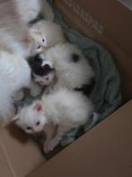 Siberische boskat kittens, Dieren en Toebehoren, Meerdere dieren, Gechipt, 0 tot 2 jaar