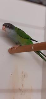 Ayamara parkiet, Mannelijk, Parkiet, Geringd