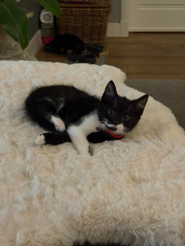 Boerderij kittens zoeken goed nestje, Dieren en Toebehoren, Katten en Kittens | Overige Katten, Poes, 0 tot 2 jaar