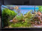 Ultieme aquascape met veel techniek, Ophalen, Zo goed als nieuw, Gevuld zoetwateraquarium