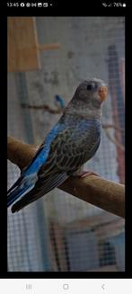 Gevraagd Bourke parkiet man., Mannelijk, Parkiet