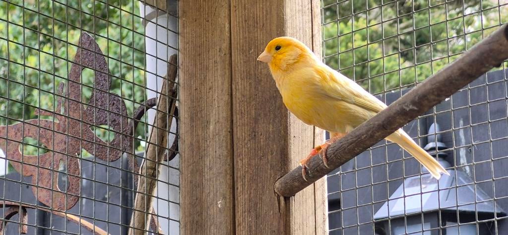 Kanarie pop geel, Vrouwelijk, Kleurkanarie