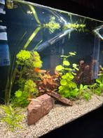 Compleet aquarium, Ophalen, Zo goed als nieuw, Gevuld zoetwateraquarium