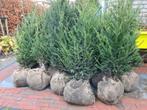 Taxus Baccata haagplanten in diverse maten, Tuin en Terras, Planten | Struiken en Hagen, Ophalen of Verzenden, Taxus, Haag, 100 tot 250 cm