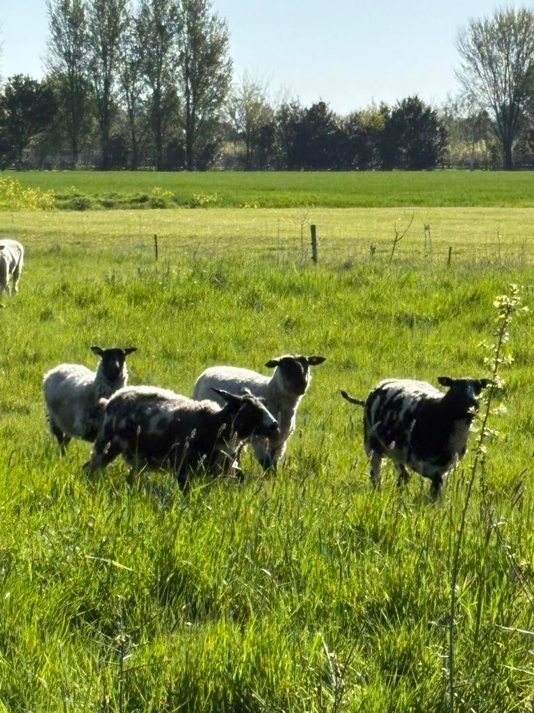 14 schapen, Vrouwelijk, Schaap