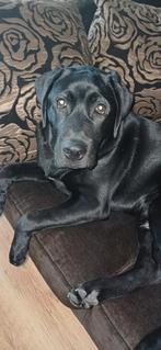 Mooie lieve zwarte labrador, Dieren en Toebehoren, Honden | Retrievers, Spaniëls en Waterhonden, 15 weken tot 1 jaar, Reu, CDV (hondenziekte)