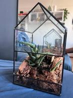 Vetplant in glazen terrarium, Huis en Inrichting, Ophalen, Vetplant, Halfschaduw, In pot
