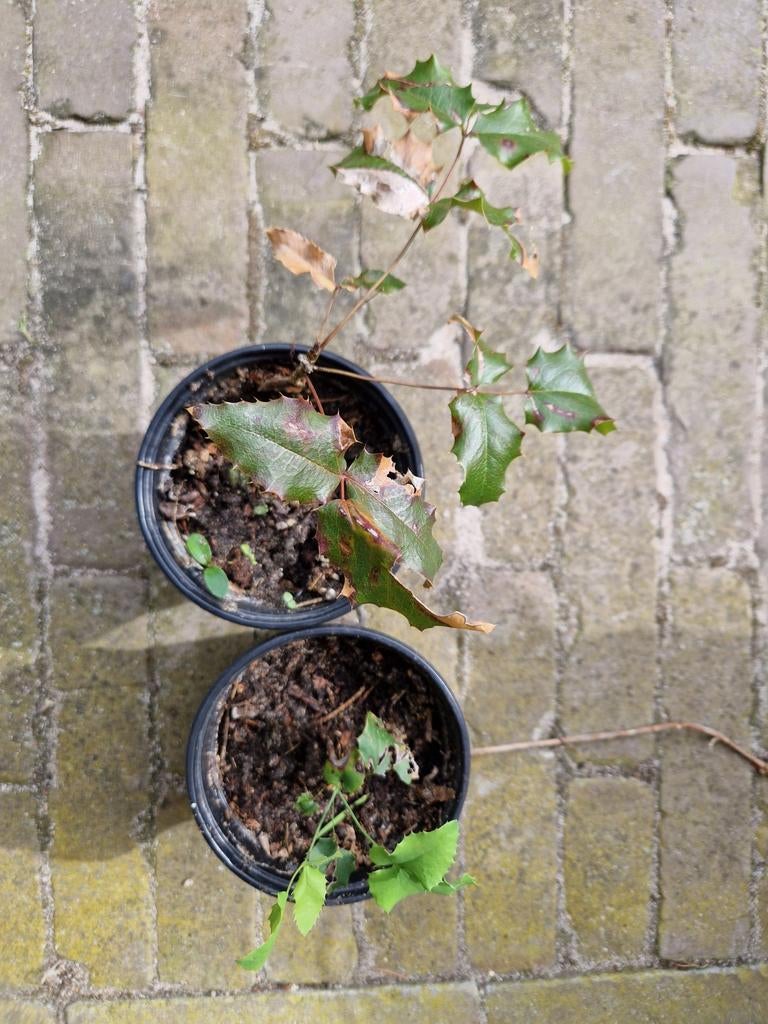 Hulst plant, Ophalen, Hulst, Struik, Minder dan 100 cm