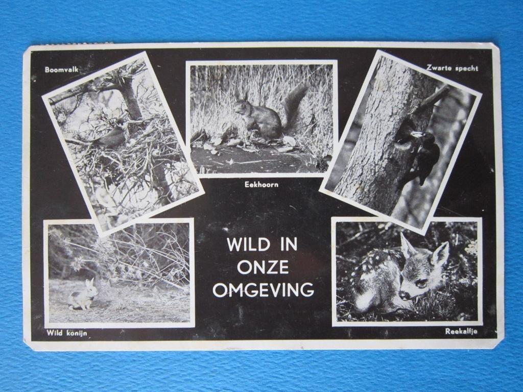 Ansichtkaart: Ellecom, Chr. Vakantieoord "Jeugdland", Ophalen of Verzenden, 1960 tot 1980, Gelopen, Knaagdier