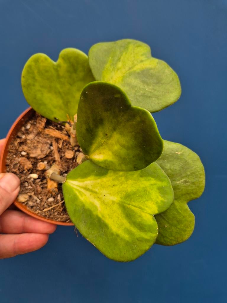 Hoya Kerrii Reverse p12 (1), Huis en Inrichting, Kamerplanten, Ophalen of Verzenden, Halfschaduw, Minder dan 100 cm