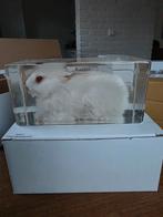 Opgezette albino konijn taxidermie opgezette dieren in hars, Verzamelen, Dierenverzamelingen, Ophalen of Verzenden, Vogel, Opgezet dier