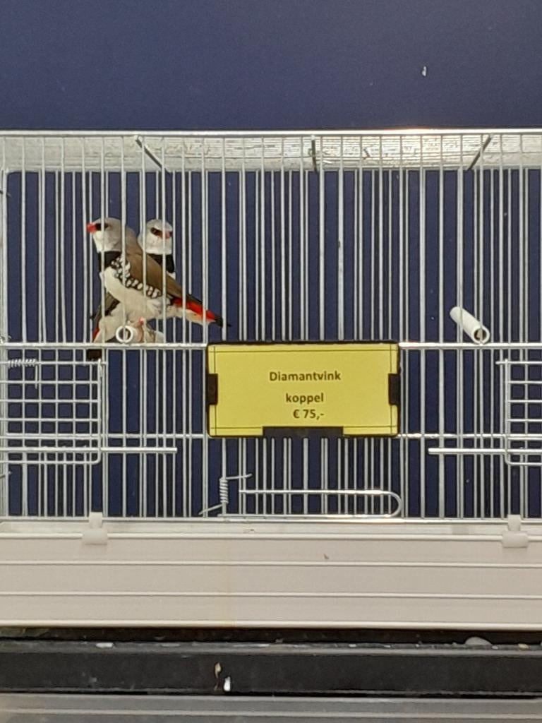 Diamantvinken koppel, Dieren en Toebehoren, Meerdere dieren, Tropenvogel, Geringd